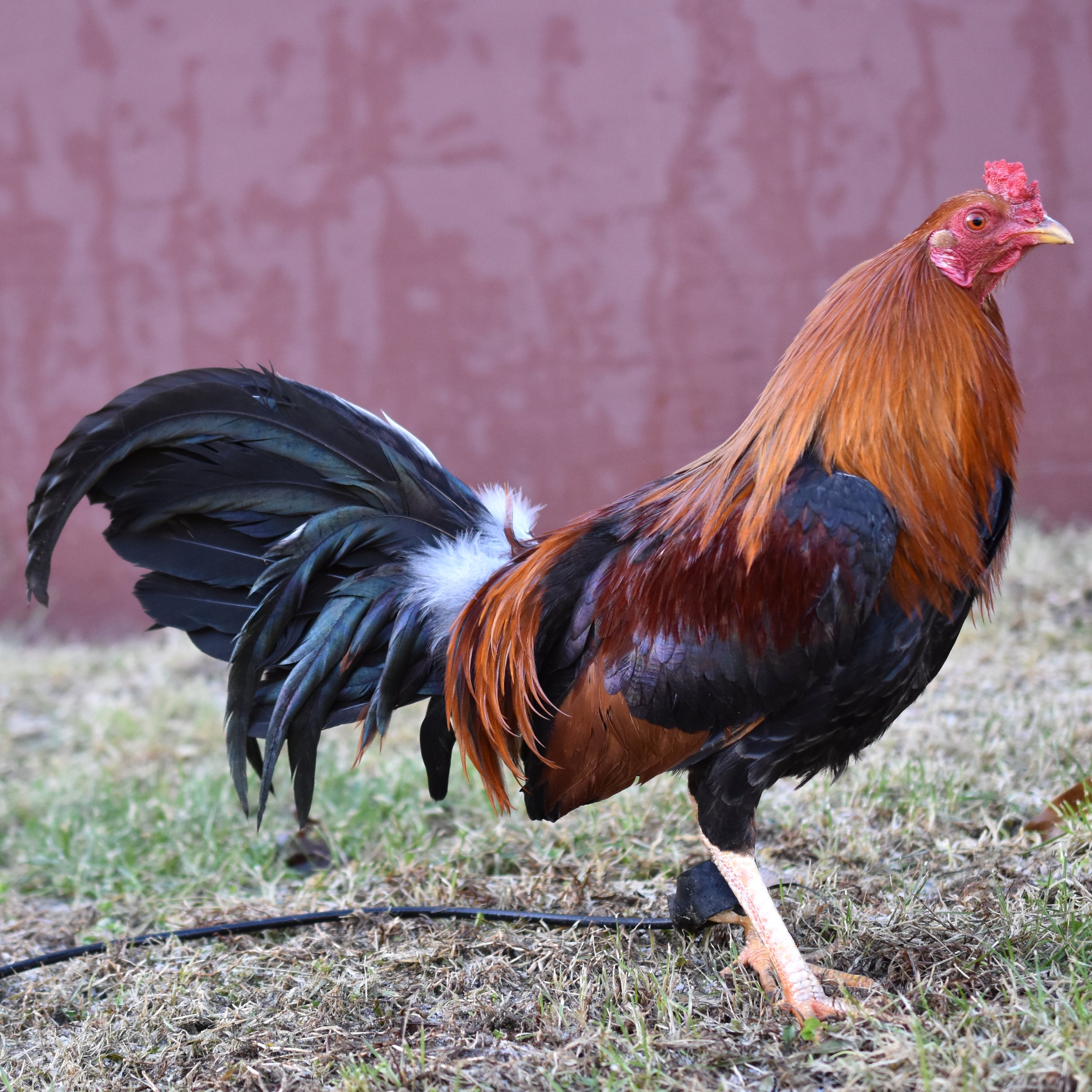 Radio Stag (D-031325) | Your One Stop Poultry Supply Shop! Radio Stag (D-031325) | Your One Stop Poultry Supply Shop!
